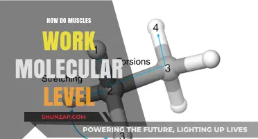 Molecular Mechanics: Unveiling the Intricate Workings of Muscle Function