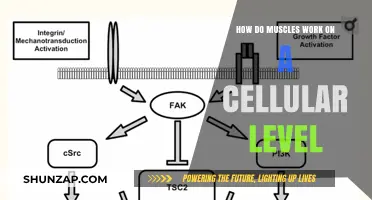 Unveiling the Cellular Mechanics of Muscle Contraction and Function