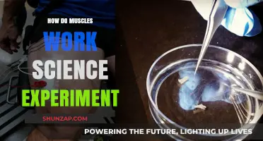 Unveiling Muscle Mechanics: A Hands-On Science Experiment Explained