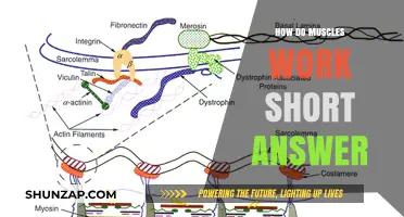 Understanding Muscle Function: A Concise Guide to How Muscles Work