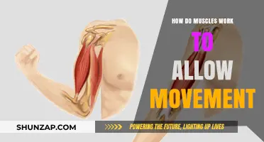 Understanding Muscle Mechanics: How Muscles Enable Human Movement