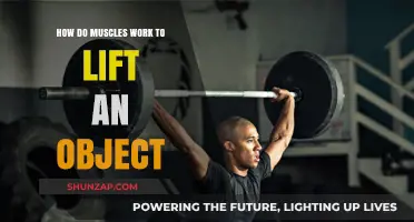 Understanding Muscle Mechanics: How Muscles Lift Objects Efficiently