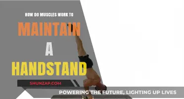 Mastering Handstands: Understanding Muscle Mechanics for Balance and Stability
