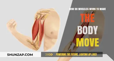 Understanding Muscle Mechanics: How Muscles Power Body Movement