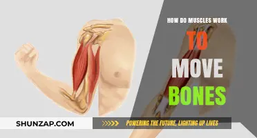 Muscle Mechanics: How Muscles Contract to Move Bones