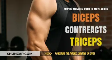 Muscle Mechanics: How Biceps and Triceps Work Together to Move Joints