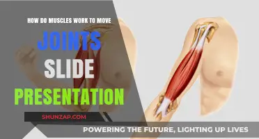 Muscle Mechanics: How Muscles Move Joints in Slide Presentation