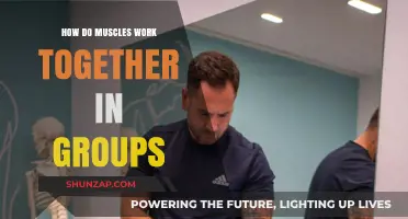 Muscle Synergy: Understanding How Muscles Collaborate in Groups