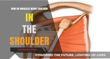Understanding Shoulder Mechanics: How Muscles Collaborate for Movement and Stability