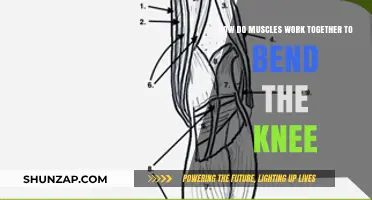 Understanding Knee Flexion: How Muscles Collaborate to Bend the Knee