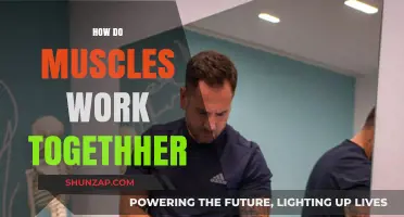 Understanding Muscle Synergy: How Muscles Collaborate for Movement and Strength