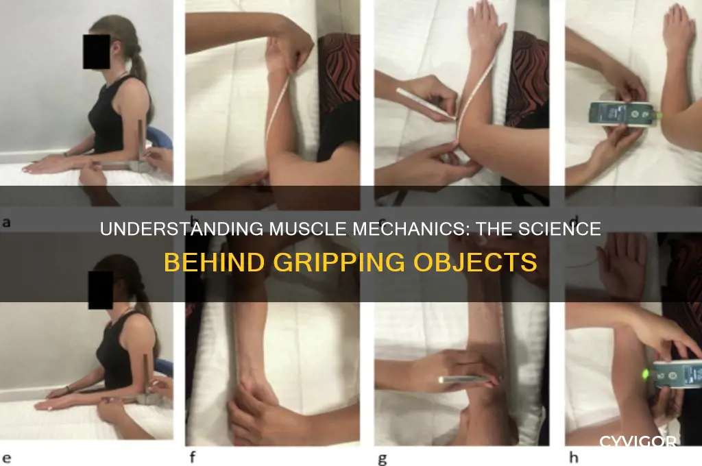 how do muscles work when you grip an object
