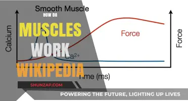 Understanding Muscle Function: A Comprehensive Guide from Wikipedia Insights