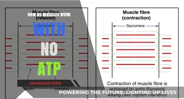 Muscle Function Without ATP: Unraveling the Energy-Free Mechanism