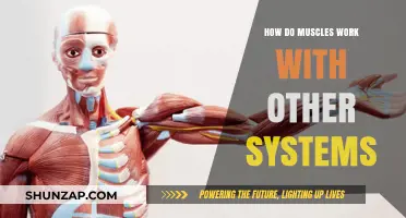Muscles in Harmony: Collaborating with Body Systems for Optimal Function