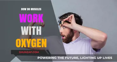 How Muscles Utilize Oxygen for Energy and Performance