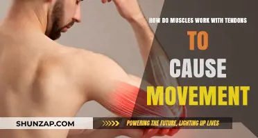 Muscles, Tendons, and Movement: The Dynamic Trio