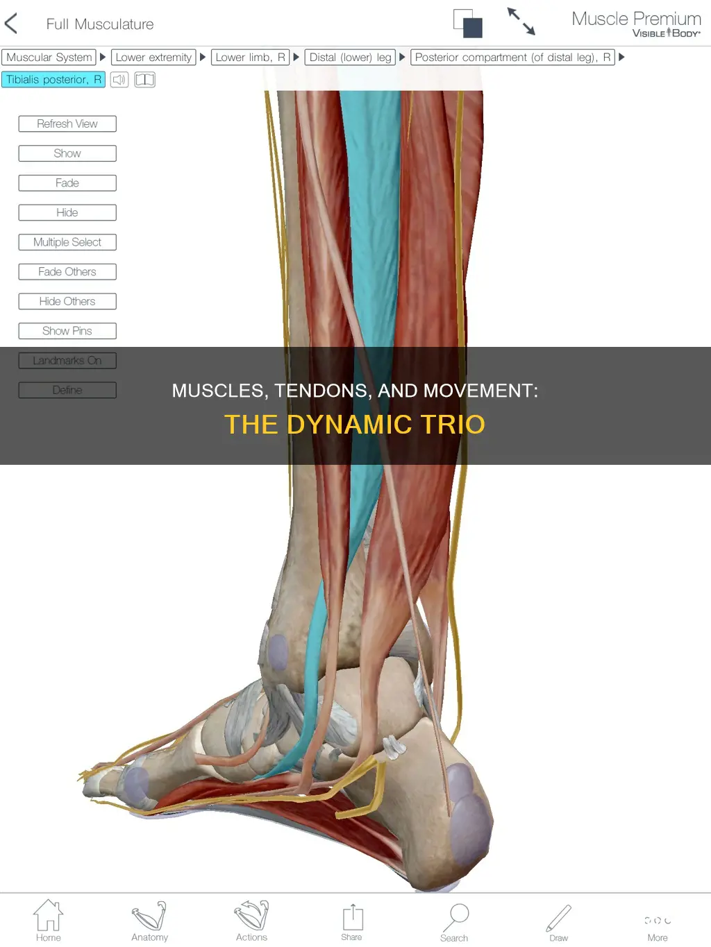 how do muscles work with tendons to cause movement