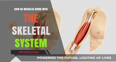 Muscles and Bones: The Dynamic Duo of Human Movement