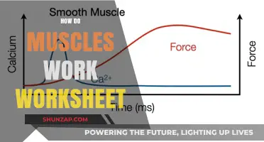 Understanding Muscle Function: A Comprehensive Worksheet Guide