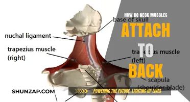 Understanding the Connection: How Neck Muscles Attach to Your Back