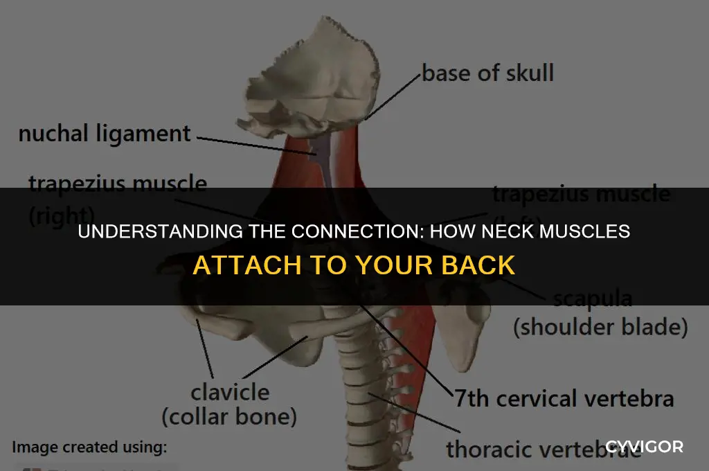 how do neck muscles attach to back