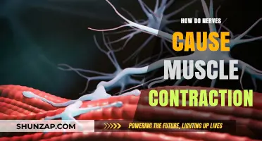 Nerves' Role in Muscle Contraction Explained