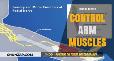 Understanding Nerve Signals: How They Control and Coordinate Arm Muscles