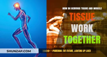 Nervous and Muscle Tissue Synergy: Coordination and Movement Explained