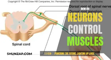 Unraveling Neurons' Power Over Muscles