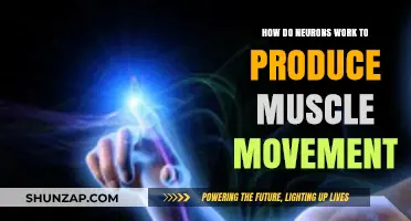 Neurons in Action: Unraveling the Science Behind Muscle Movement