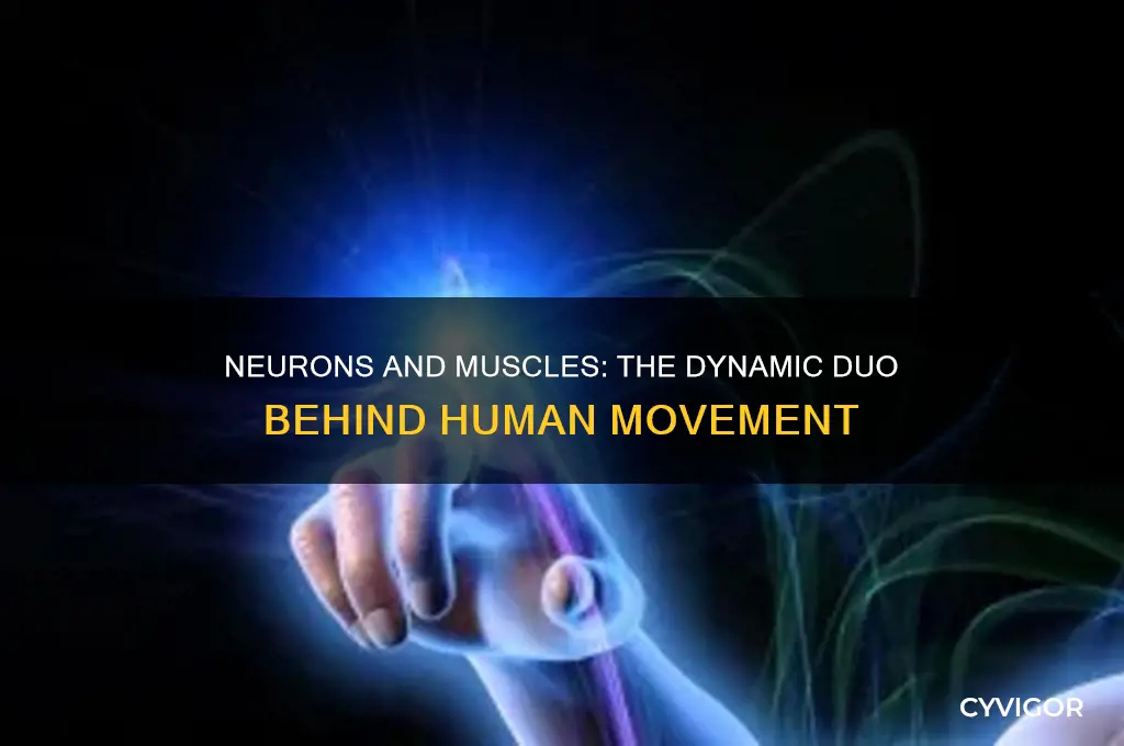 how do neurons work with muscle tissue to enable movement