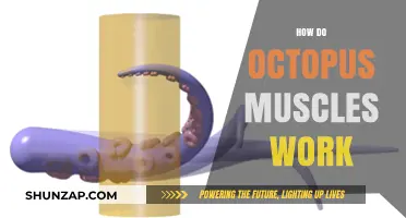 Unveiling the Fascinating Mechanics of Octopus Muscles: A Deep Dive