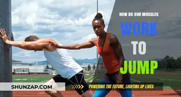 Understanding Muscle Mechanics: The Science Behind How We Jump