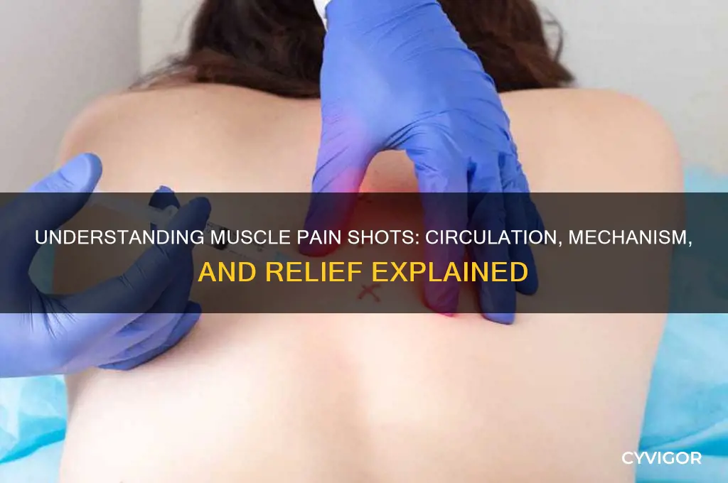 how do pain shots in muscle circulate
