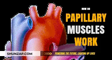 Understanding Papillary Muscles: Function, Role, and Heart Valve Mechanics