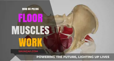 Understanding Pelvic Floor Muscles: Function, Importance, and How They Work