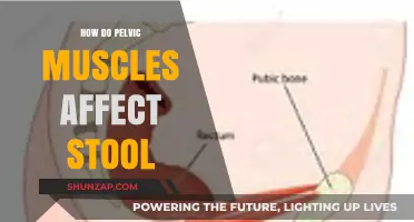 Understanding the Role of Pelvic Muscles in Stool Management