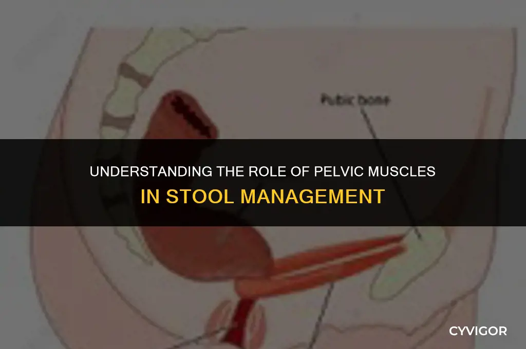 how do pelvic muscles affect stool