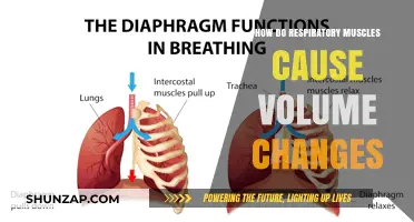 Respiratory Muscles: Powering Our Lungs and Breathing