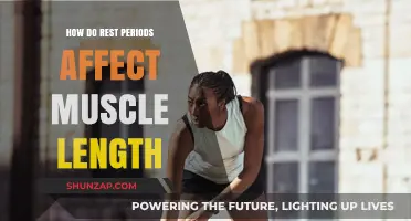 Unraveling the Impact of Rest Periods on Muscle Length: A Deep Dive