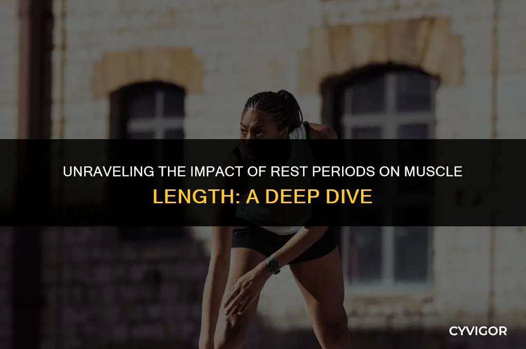 how do rest periods affect muscle length