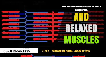 Contracted vs. Relaxed Muscles: Sarcomere Structure and Function Differences