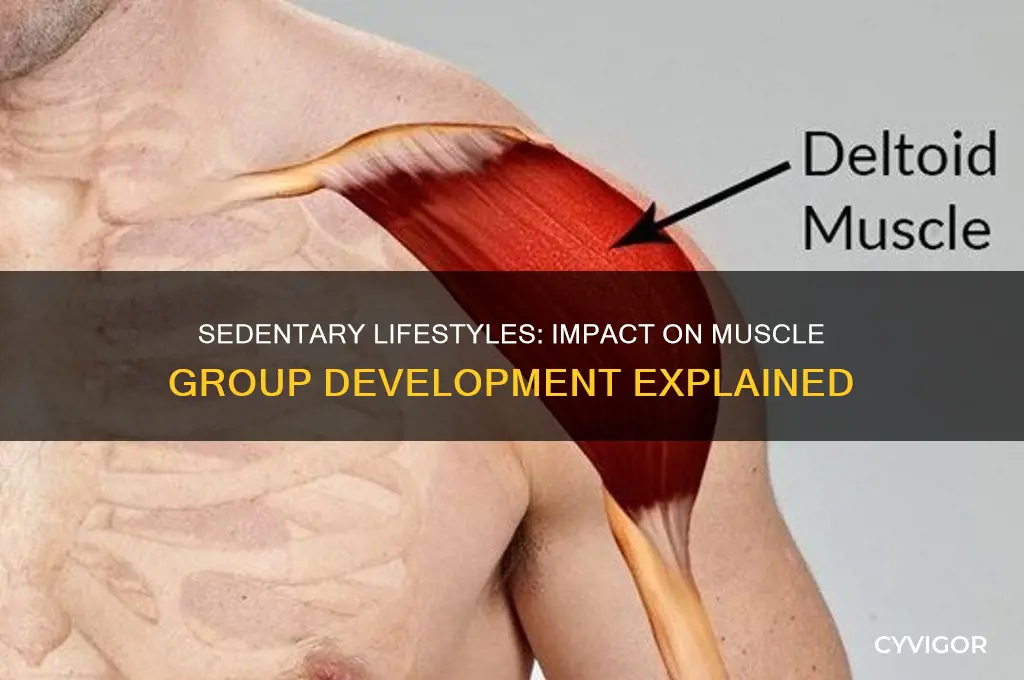 how do sedentary lifestyles affect certain muscle group development