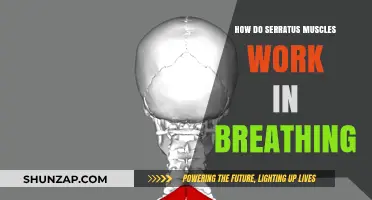Serratus Muscles and Breathing: Understanding Their Role in Respiration