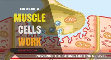 Understanding Skeletal Muscle Cells: Function, Structure, and Contraction Mechanisms