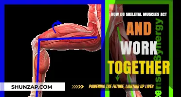 Understanding Skeletal Muscle Synergy: How Muscles Collaborate for Movement