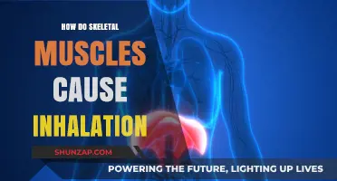 Skeletal Muscles: Inhalation's Unseen Force