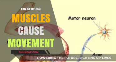 Skeletal Muscles: The Body's Movement Engine