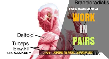 Skeletal Muscles in Action: Understanding Paired Functionality and Movement